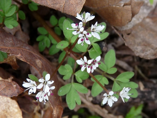{Erigenia bulbosa}